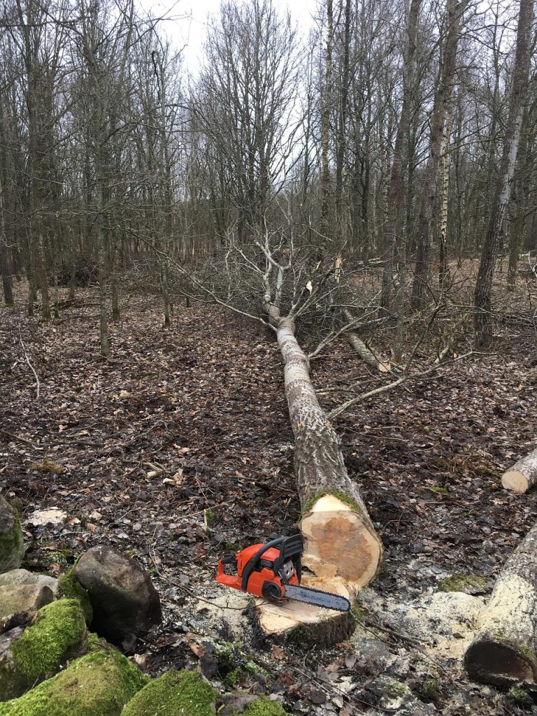 tree felling, chainsaw, logging, tree felling, tree felling, chainsaw, chainsaw, chainsaw, chainsaw, chainsaw