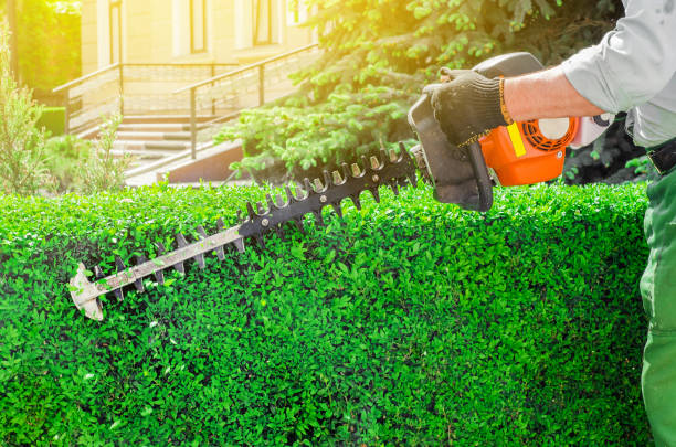 garden gasoline scissors, trimming green bush, hedge. working in the garden.